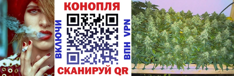 Конопля сатива Новохопёрск